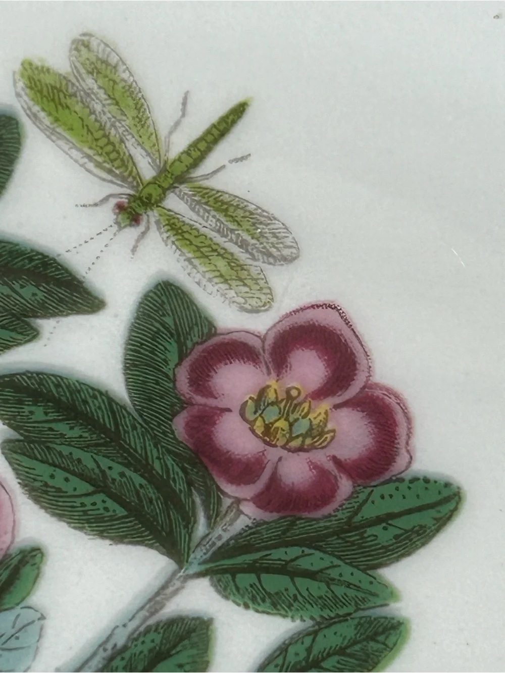 4 PORTMEIRON BOTANIC GARDEN Crescent Salad Plate Floral Butterflies Leaf Rim